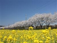 都幾川桜堤・写真