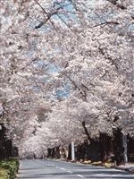 長瀞の桜並木・写真