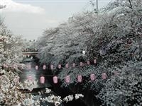 石神井川の桜並木・写真