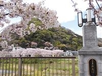 金目川桜並木・写真