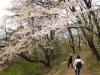 山の神千本桜・写真