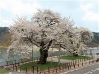 荘川桜・写真