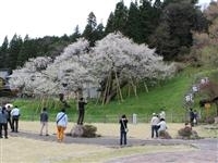 臥龍桜・写真