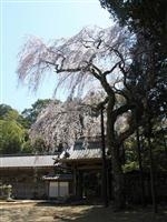 報本寺のしだれ桜・写真