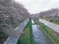 山崎川四季の道・写真