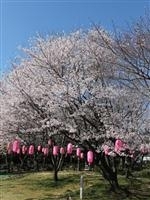 大山緑地の千本桜・写真