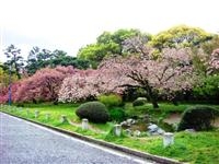 京都御苑・写真