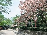 円山公園（京都府）・写真