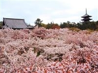仁和寺の御室桜・写真