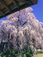 大野寺のしだれ桜・写真