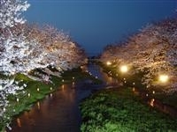 玉湯川桜並木・写真