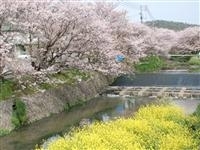 桜土手の桜並木・写真