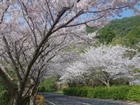 五条の千本桜・写真