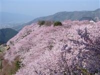 八百萬神之御殿・写真