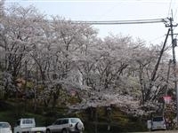 桜の広場・写真
