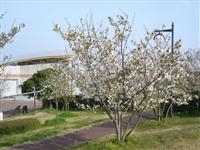 桜づつみ公園・写真