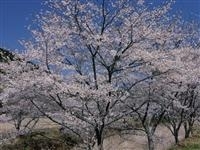 大坂の桜並木・写真