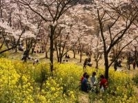 高森峠の千本桜・写真