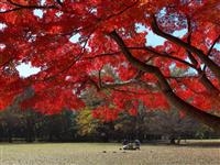 砧公園・写真