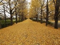 国営昭和記念公園・写真