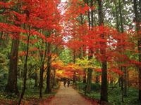 小國神社・写真