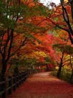神戸市立森林植物園・写真