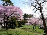 円山公園（北海道）・写真