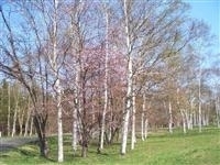 北海道立真駒内公園・写真