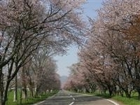 優駿さくらロード（西舎桜並木）・写真