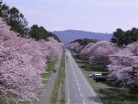 静内二十間道路桜並木・写真