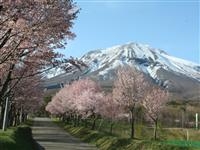 世界一の桜並木・写真