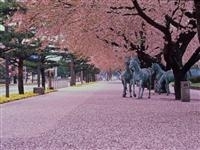 十和田市官庁街通り（駒街道）・写真