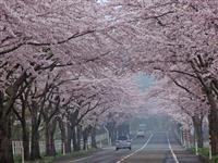 来さまい大畑桜ロード・写真