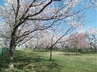 小川原湖公園・写真