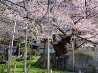 石割桜・写真