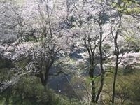 鍋倉公園・写真