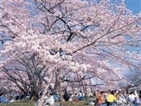 榴岡公園・写真