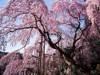 太平山・写真