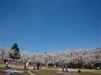 赤城南面千本桜・写真