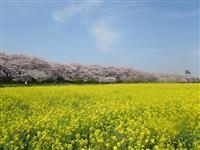 幸手権現堂桜堤（県営権現堂公園）・写真