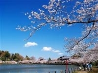 八鶴湖・写真