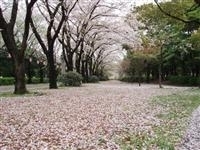 辰巳の森緑道公園・写真