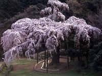 長興山のしだれ桜・写真
