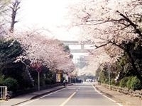 寒川神社参道・写真