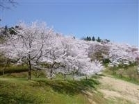 城ヶ山公園・写真