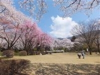 石川県農林総合研究センター 林業試験場 樹木公園・写真