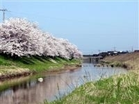 子浦川の桜並木・写真