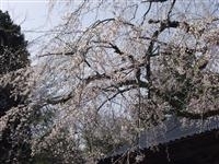浄蓮寺のしだれ桜・写真