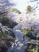 足羽山公園・写真