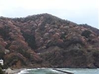 神子の山桜・写真